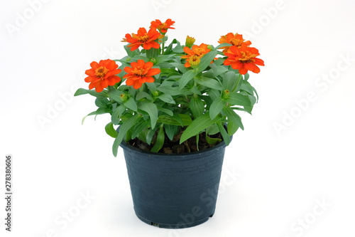 Color of Zinnia on the White Background