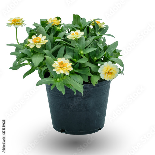 Color of Zinnia on the White Background