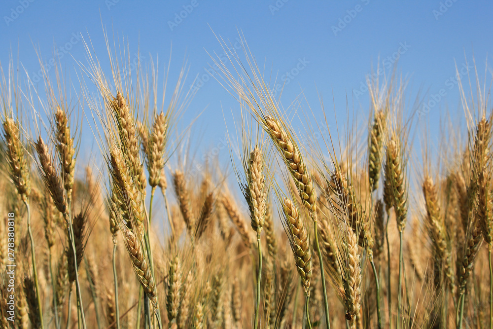 wheat field wheat field
