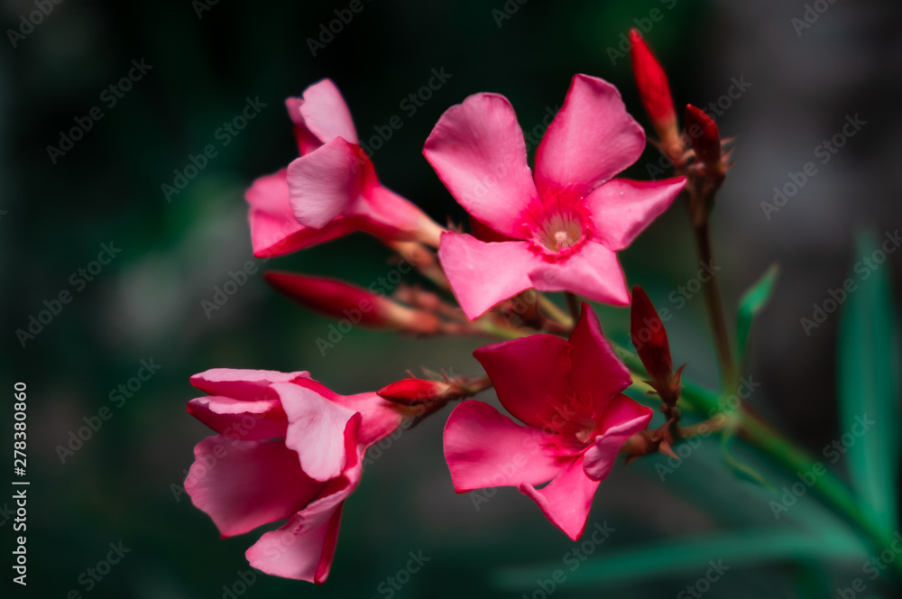 pink flowers in garden