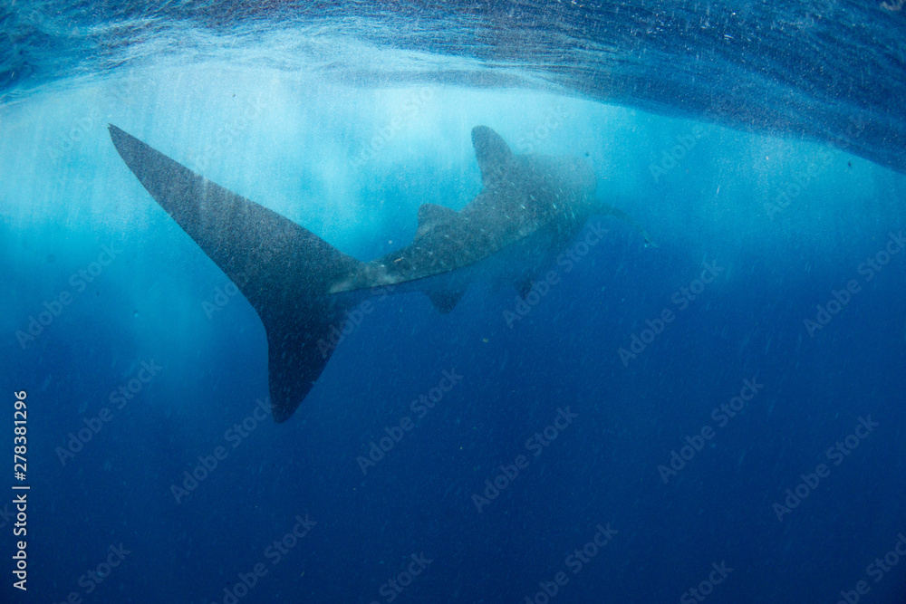 Naklejka premium Whale shark blue background Cancun Mexico