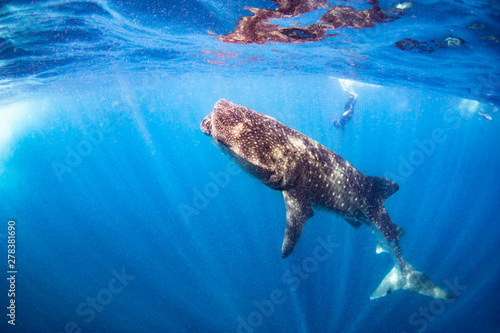 Whale shark blue background Cancun Mexico