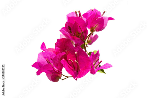 Canvas Print Beautiful group of pink Bougainvillea blooming with pollen isolated on white background