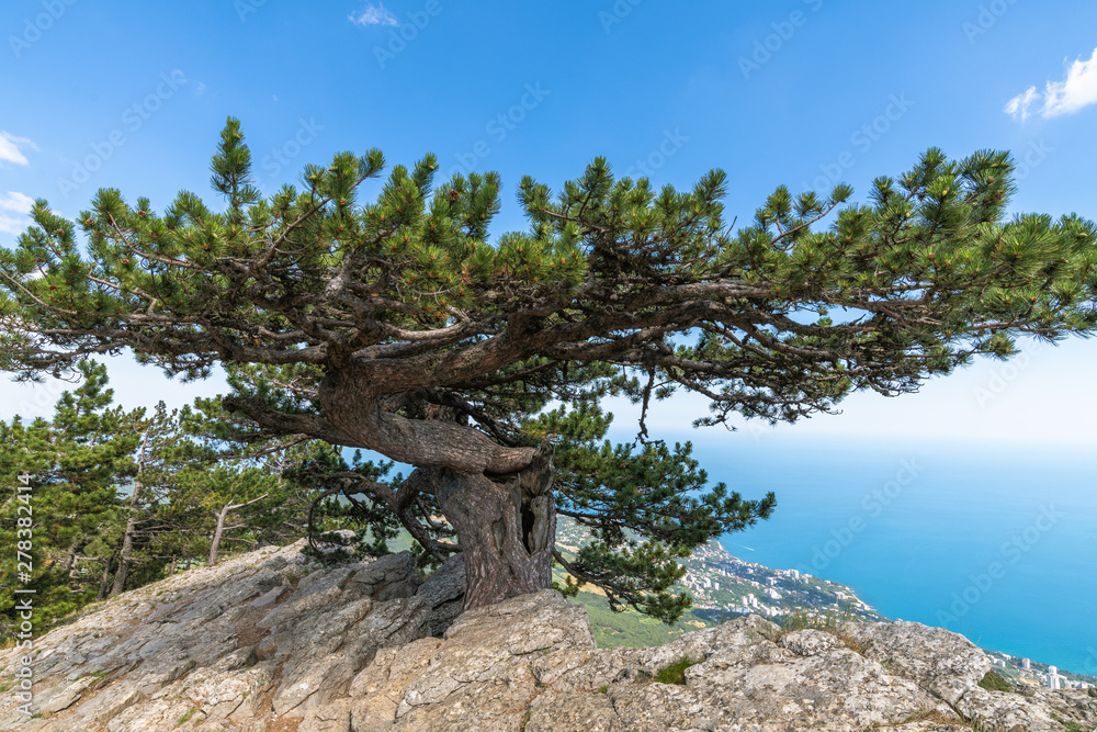 Beautiful coniferous tree on a Mount Ah-Petri in Crimea