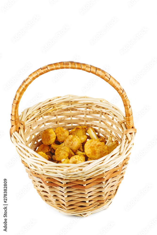 Half full wicker basket with fresh chanterelle mushrooms isolated on white background