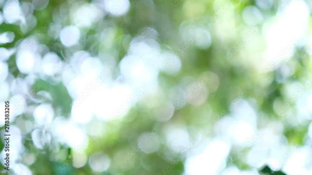 bokeh background, green leave blur background bokeh background, green leave blur background