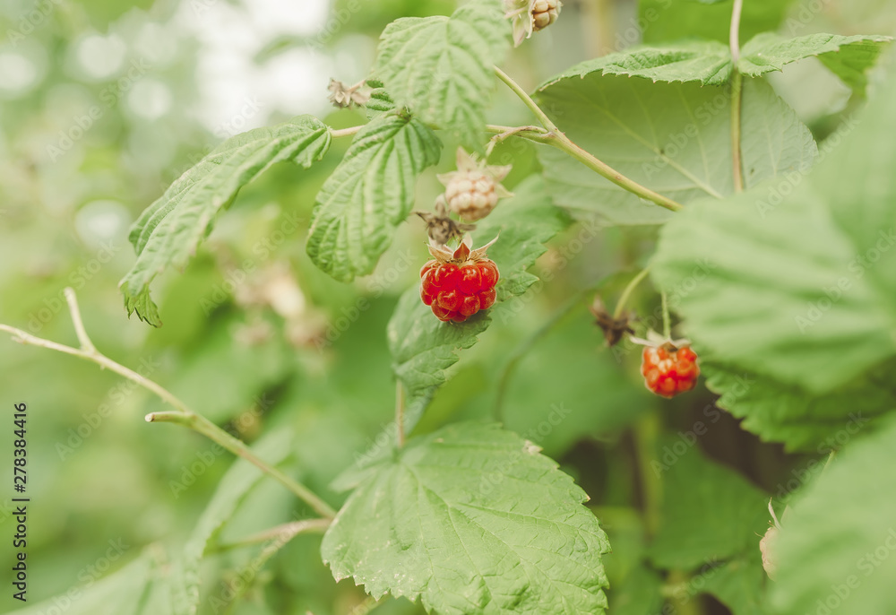 Red raspberry ripened on a branch with leaves. Ripe red raspberry berries in nature. Red raspberry ripened on a branch with leaves. Ripe red raspberry berries in nature.