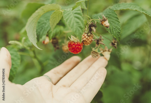 Hand and raspberries on a bush. Closeup of raspberry cane. © Irina84