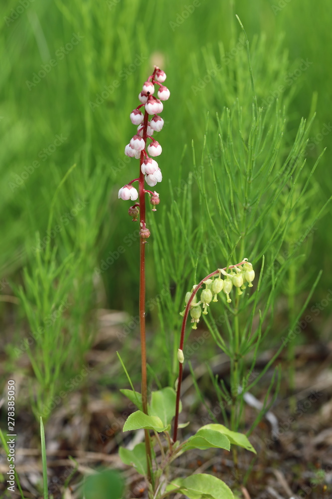 Pyrola minor. Shinleaf among the brushwood in the North of Siberia Pyrola minor. Shinleaf among the brushwood in the North of Siberia