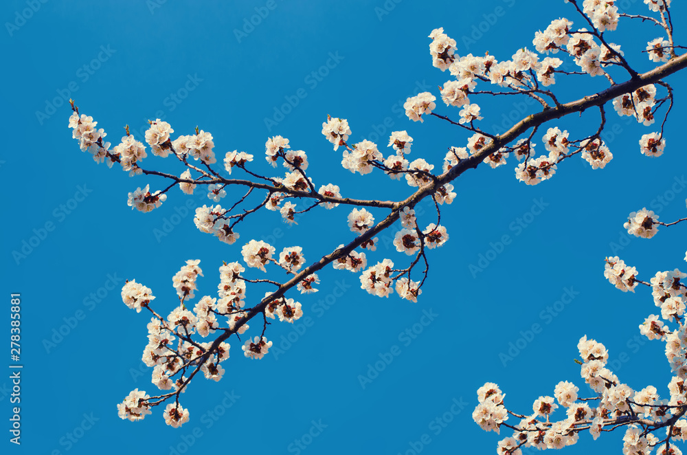 Apricot tree flower Apricot tree flower