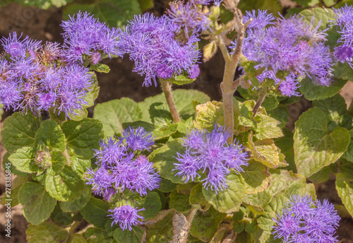 Ageratum houstonianum in garten photo