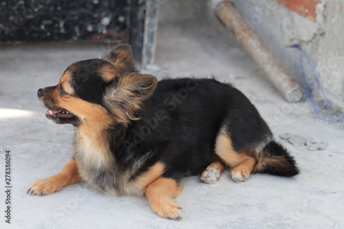 Long haired dog lying on the ground resting on flooring.