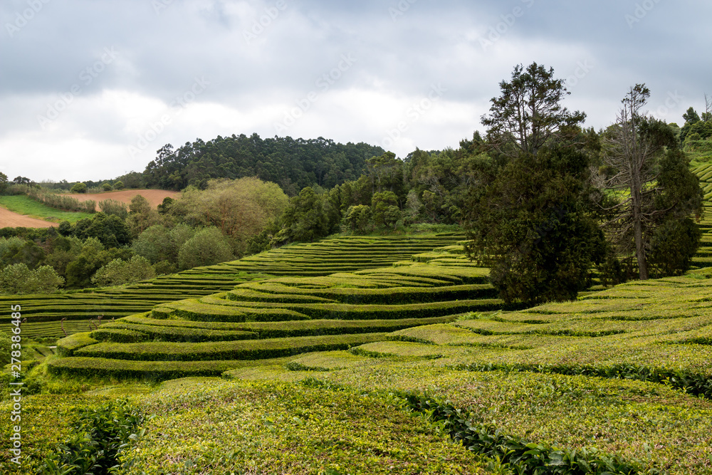 Tea fields and a tree, Sao Miguel, Azores