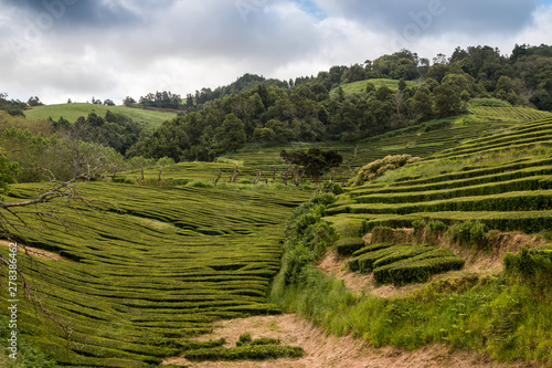 Tea fields and a tree, Sao Miguel, Azores