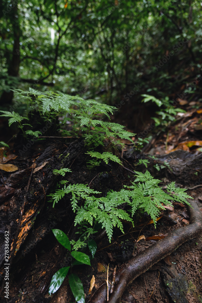 Lush vegetation of Malayan rainforest in hala bala wildlife sanctuary , Thailand. Lush vegetation of Malayan rainforest in hala bala wildlife sanctuary , Thailand.