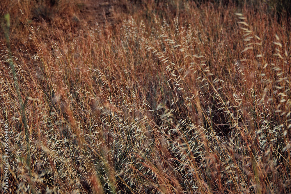 Background of sprigs in the field. Background of sprigs in the field.