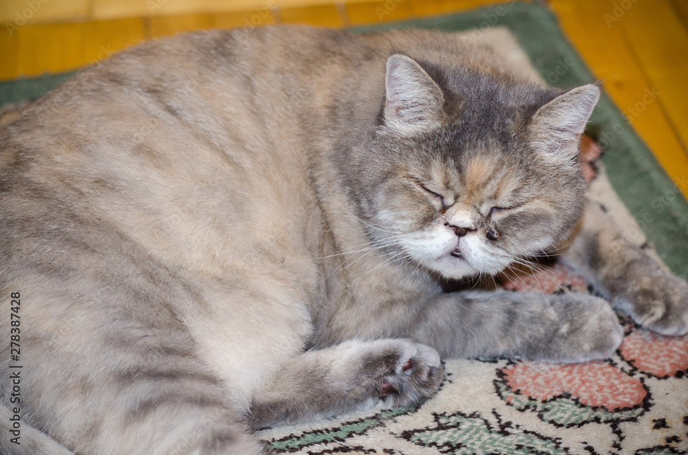 persian exotic grey exo cat sleeping on the carpet