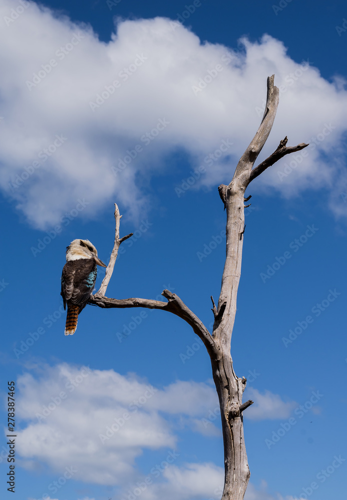 beautiful bird in a wild Australia beautiful bird in a wild Australia
