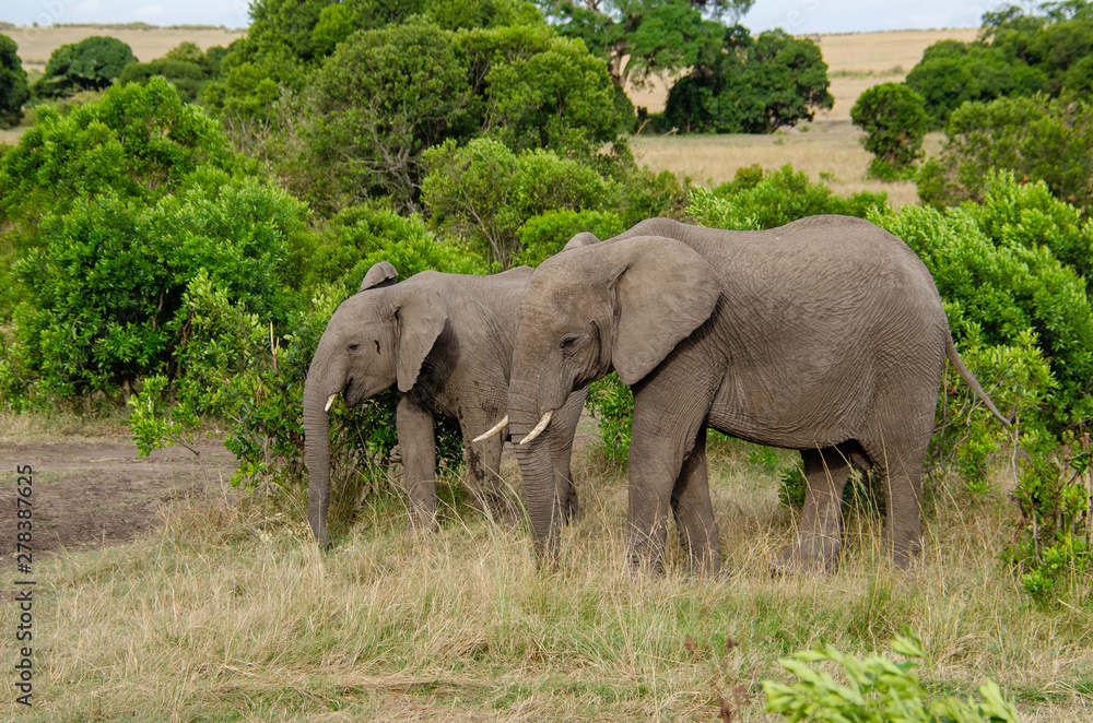 Fototapeta premium African elephants grazing among the bushes inside Masai Mara National Reserve during a wildlife safari