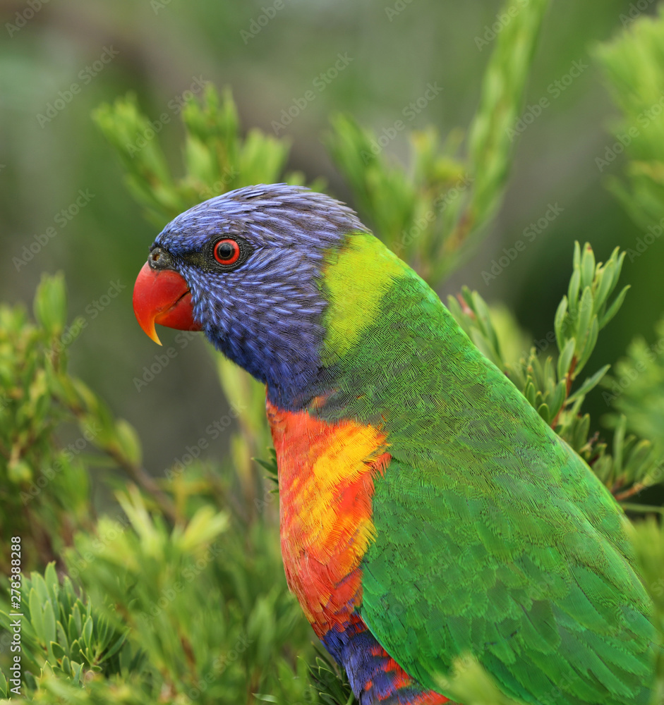 Allfarblori Papagei in Australien