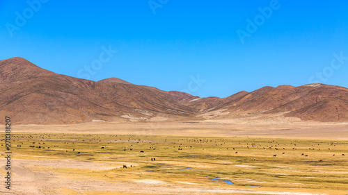 Lamas standing in a beautiful South American altiplano landscape