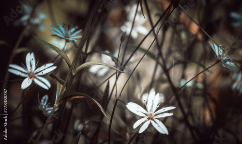 Background - fuzzy forest flowers photo