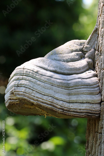 L'Amadouvier s’accroche aux arbres photo