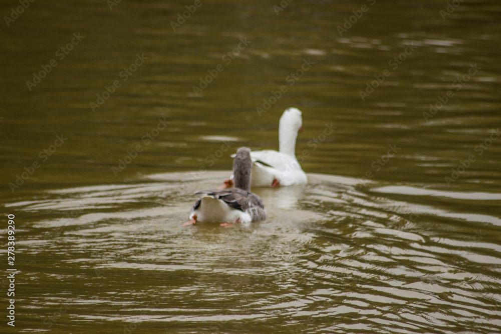 Fototapeta premium Patos en el agua