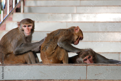 Schilderij op canvas 3 delousing Barbary monkeys on stairs in Myanmar/Burma.