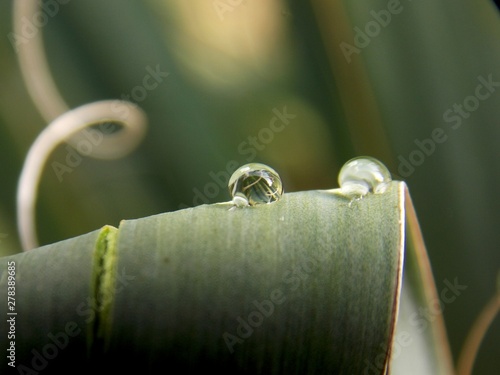 rain drops on the grass