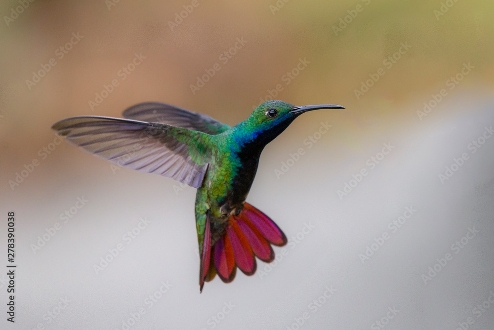 Fototapeta premium hummingbird in flight