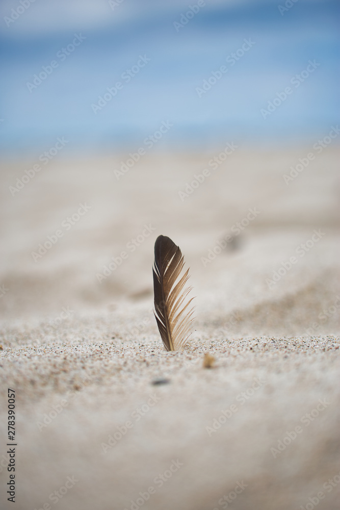 Feder im Sand
