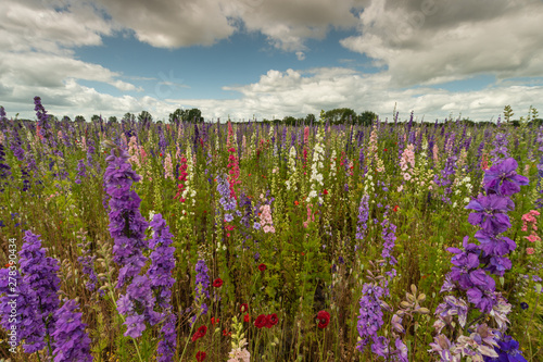 Colourful Delphiniums in a field in the countryside in Wick, Worcestershire