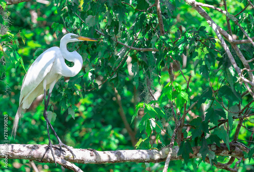Quadro su tela Egret in a Tree