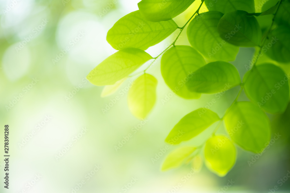 Green leaf on blurred greenery background. Beautiful leaf texture in nature. Natural background. close-up of macro with free space for text. Green leaf on blurred greenery background. Beautiful leaf texture in nature. Natural background. close-up of macro with free space for text.
