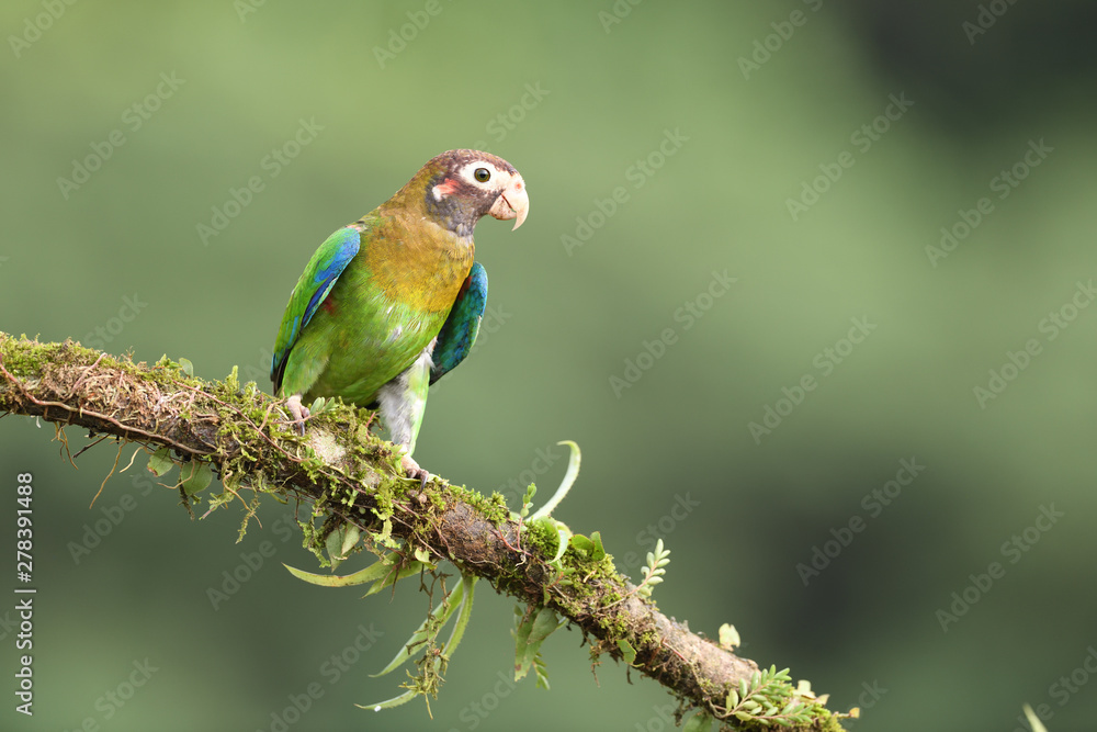 Brown-hooded parrot on branch Brown-hooded parrot on branch