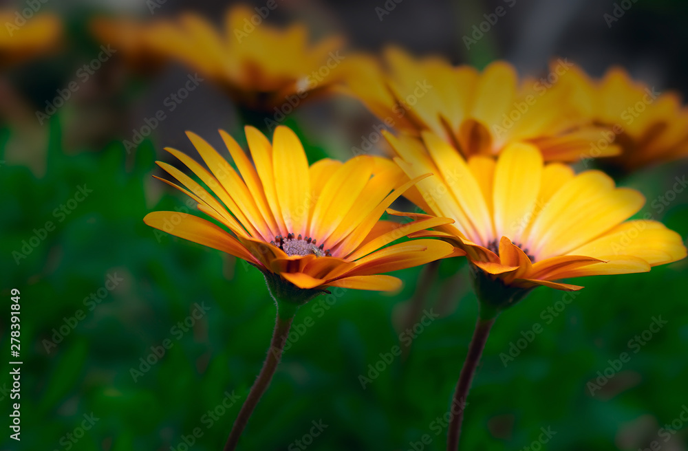 Yellow osteospermum flowers in full bloom  in the morning sun