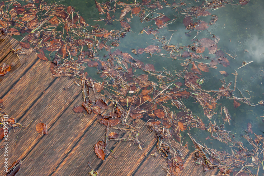 Obraz premium Nature background - leafs on the lake.
