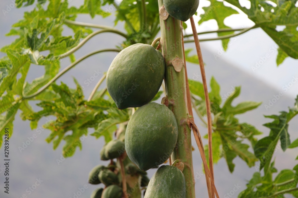 Green papaya fruits grows on the tree. The unripe green fruit can be eaten cooked, and is used as an ingredient in salads and stews. Food and drink, nature, plants, travel and tourism concept. Green papaya fruits grows on the tree. The unripe green fruit can be eaten cooked, and is used as an ingredient in salads and stews. Food and drink, nature, plants, travel and tourism concept.