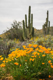 A group of California poppies in the foreground with blurred out saguaros in the background.