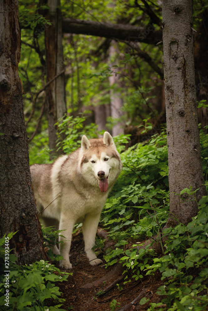 Fototapeta premium Free and beautiful dog breed siberian husky standing in the green forest.