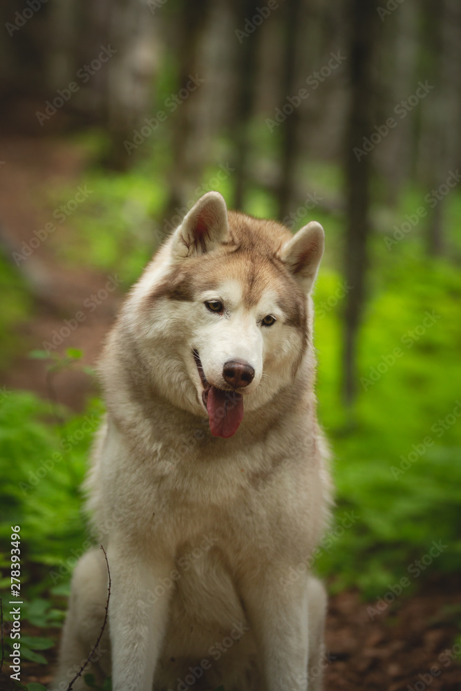 Happy and beautiful dog breed siberian husky sitting in the green forest.