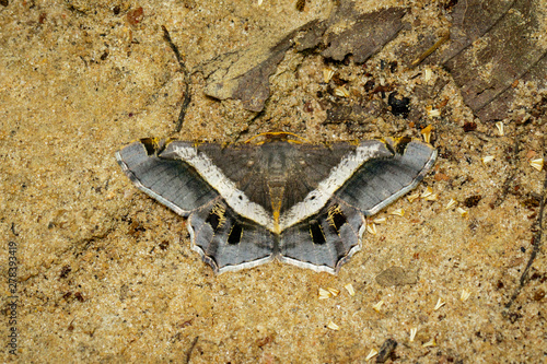 Image of moth or butterfly (semiothisa eleonora) on the ground. Insects. Animals. photo