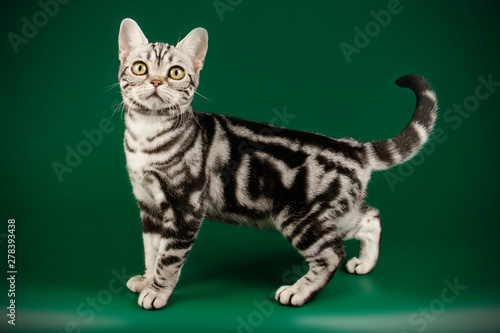 American shorthair cat on colored backgrounds