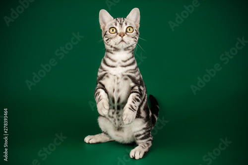 American shorthair cat on colored backgrounds