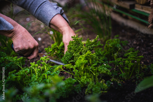 A woman picks and cuts parsley in the raised bed