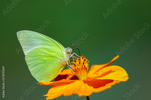 Image of lemon emigrant butterfly( Catopsilia pomona) is sucking nectar from flowers on a natural background. Insects. Animals. photo