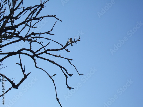 pájaro en rama de olivo 04-010719