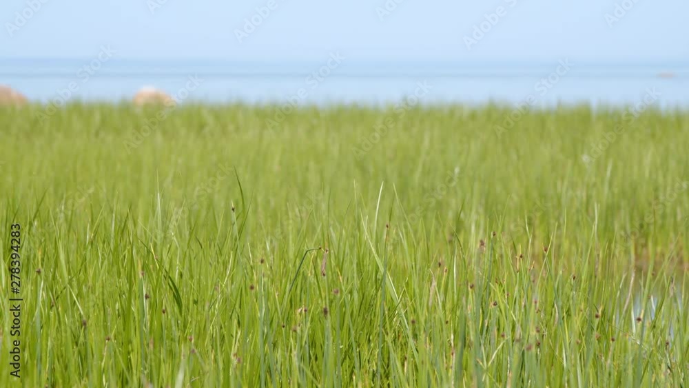 Green grass meadow natural clean environment nature on sea coast Green grass meadow natural clean environment nature on sea coast