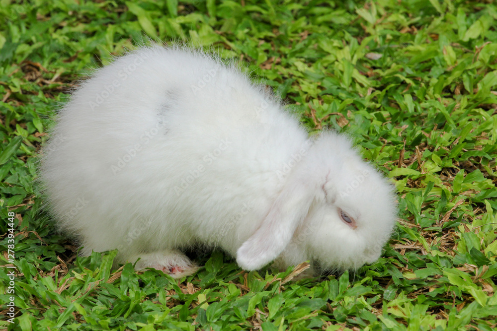White furry skin rabbit on garden White furry skin rabbit on garden
